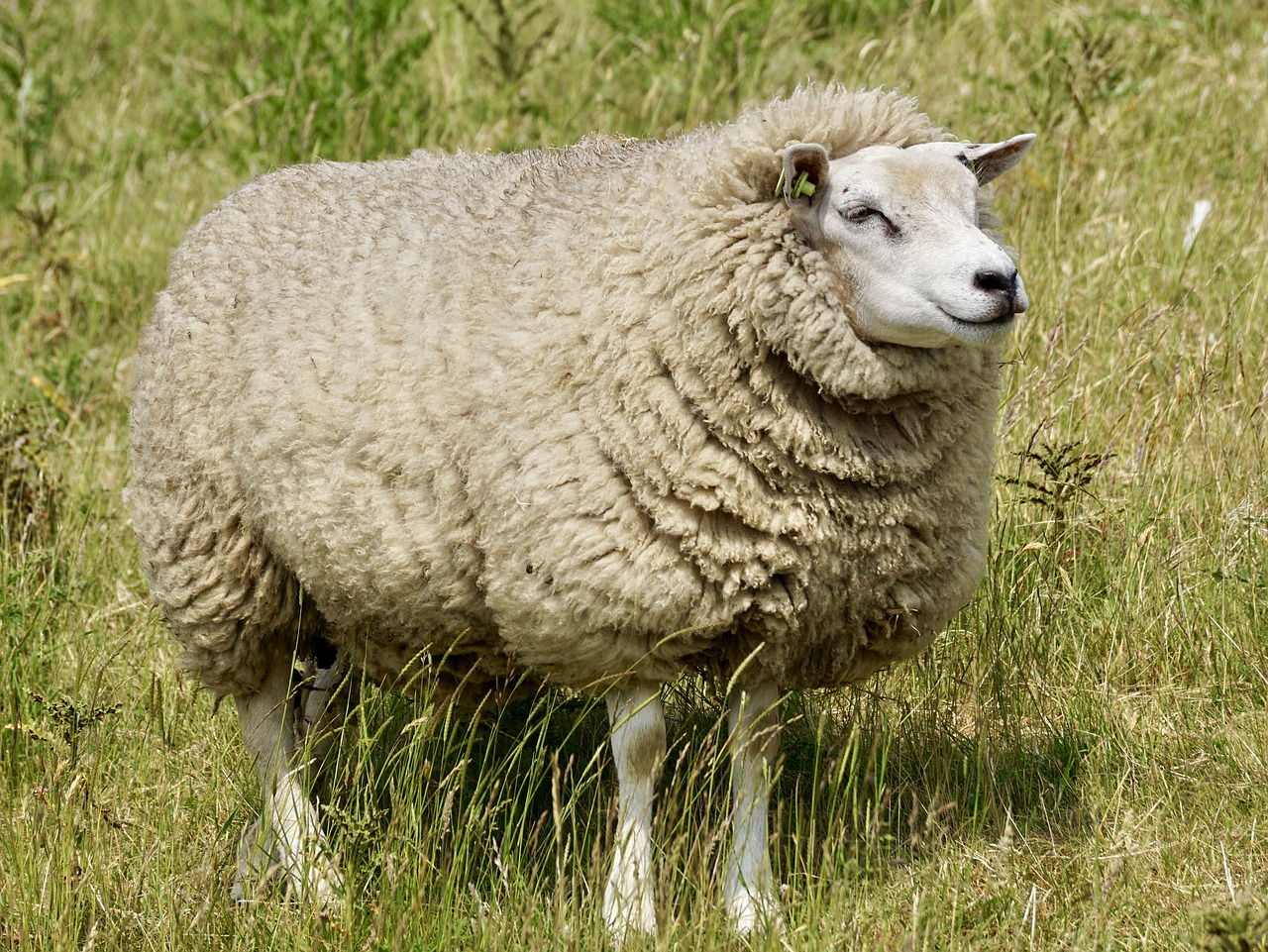 Image - sheep wool concerns grass