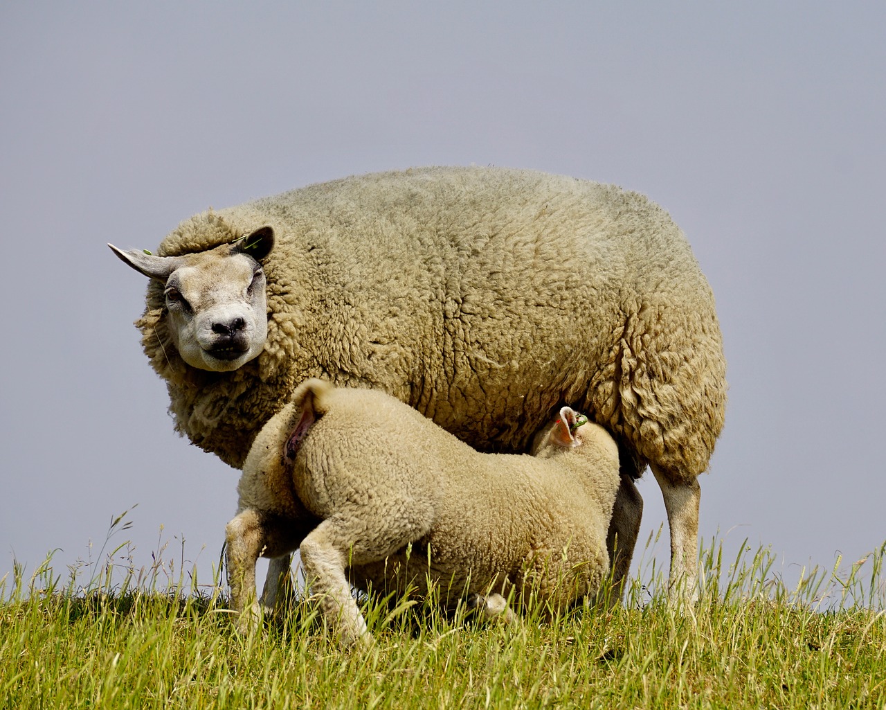 Image - sheep lamb suckle young mother