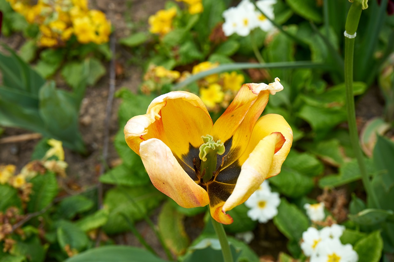 Image - tulip flower nature tulip spring