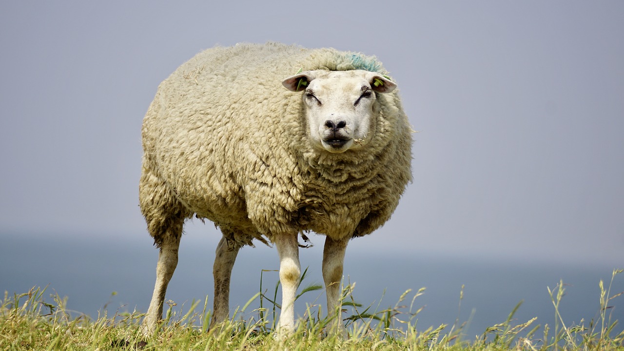 Image - sheep wool concerns grass