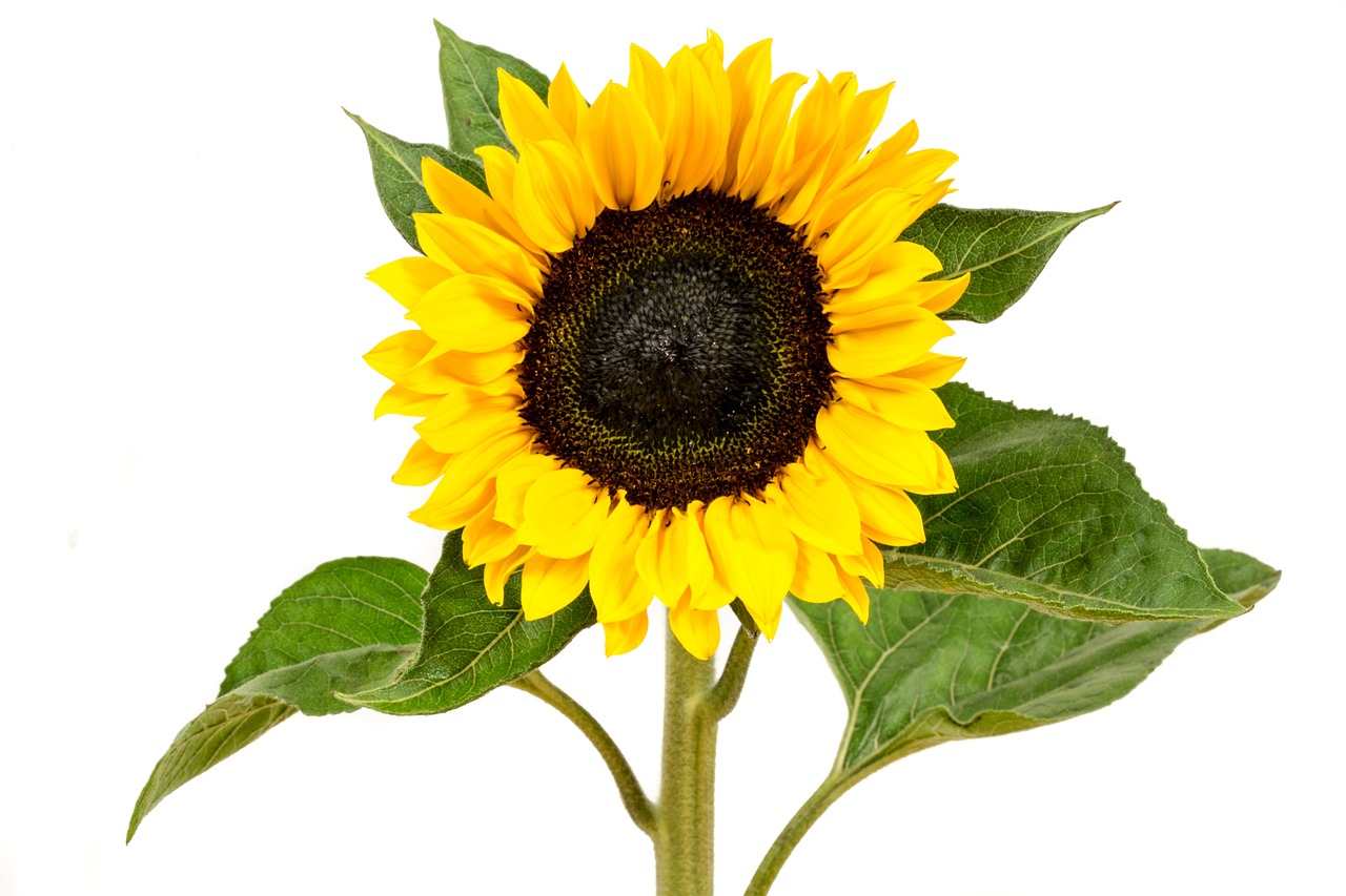 Image - sunflower yellow flower nature