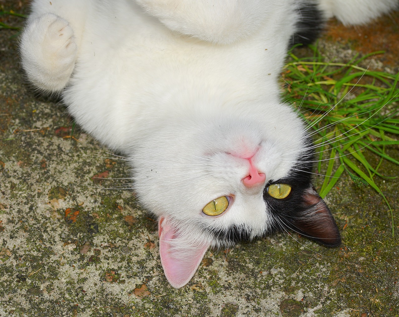Image - cat female garden attention head