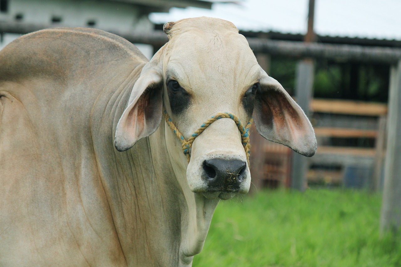 Image - brahaman cebu white bovine