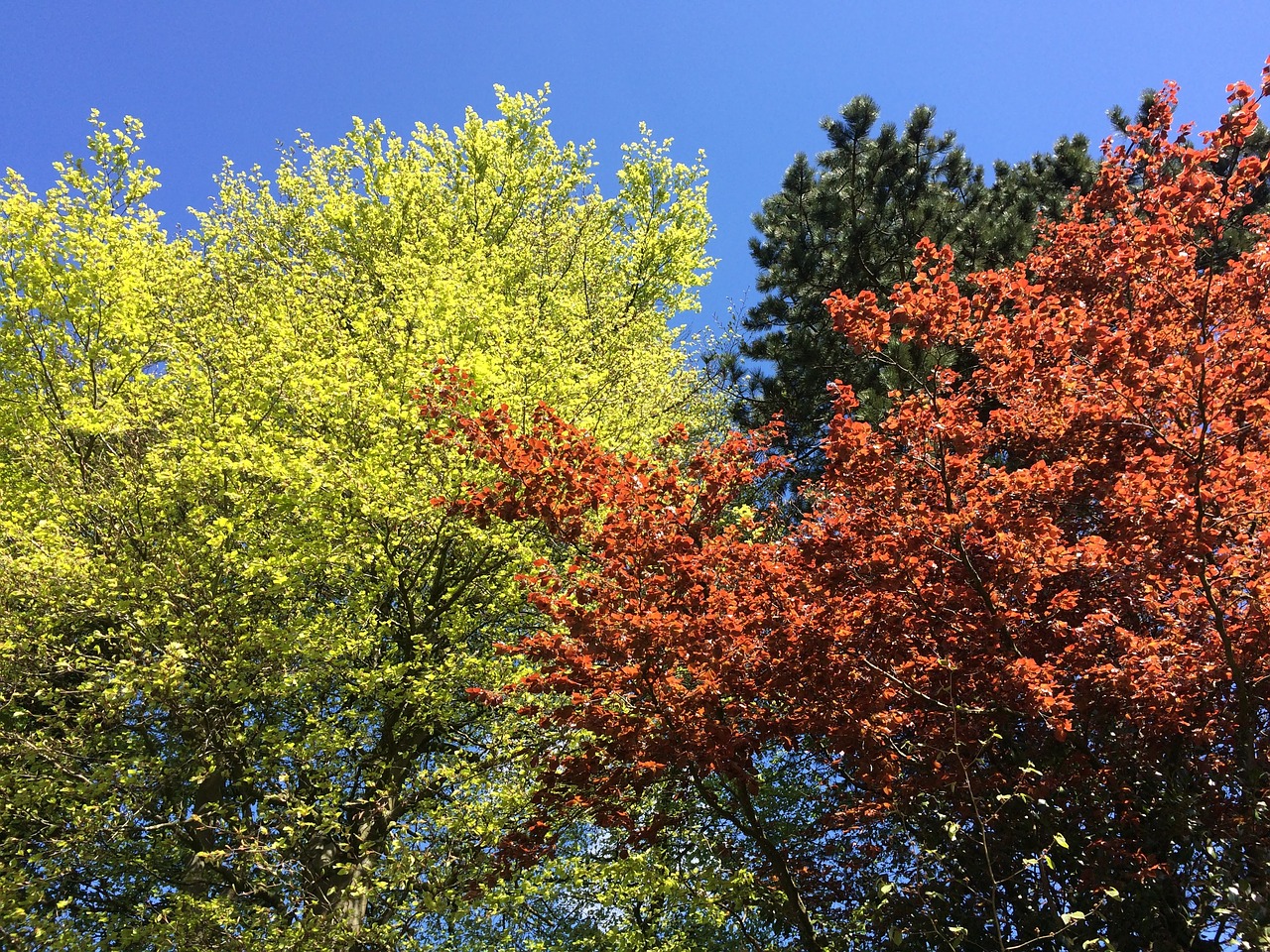 Image - beech colours season spring