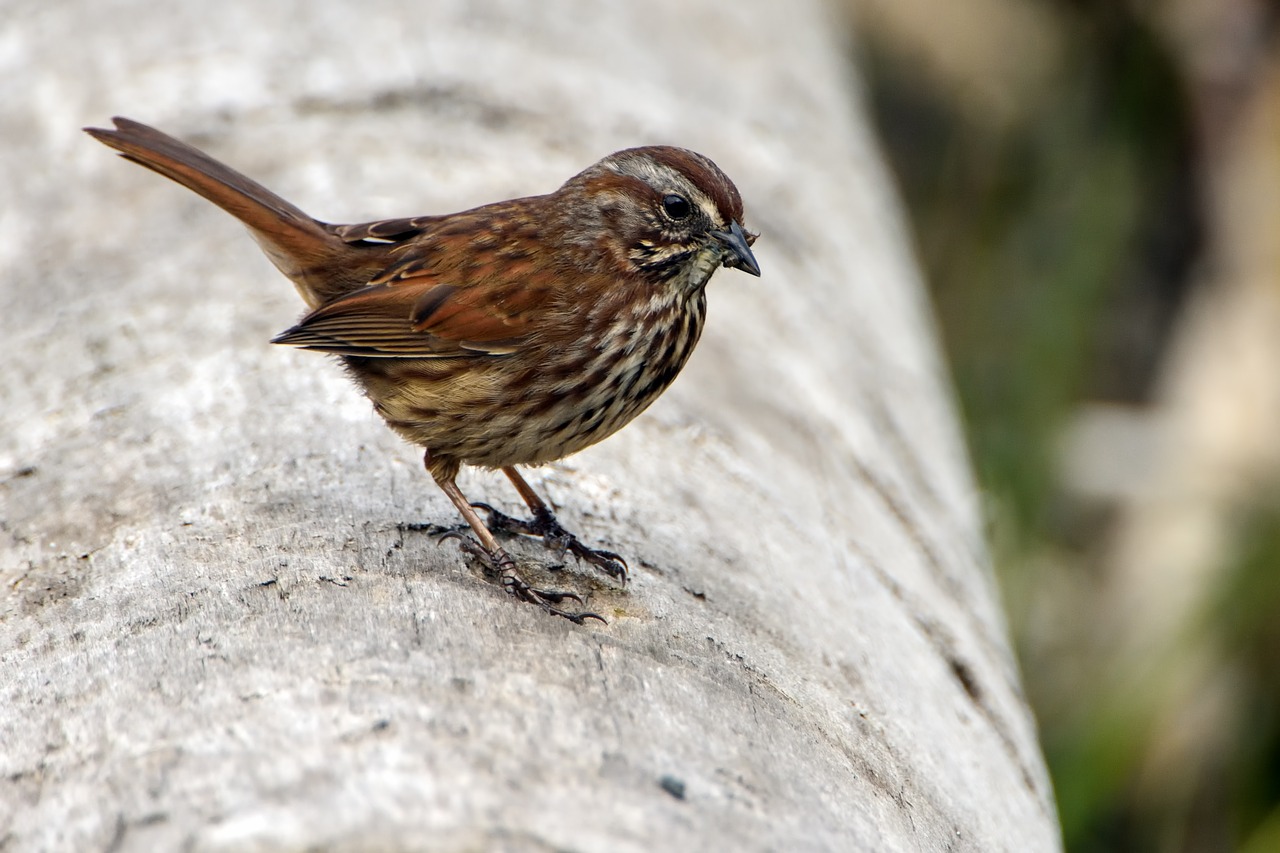 Image - bird sparrow wildlife isolated