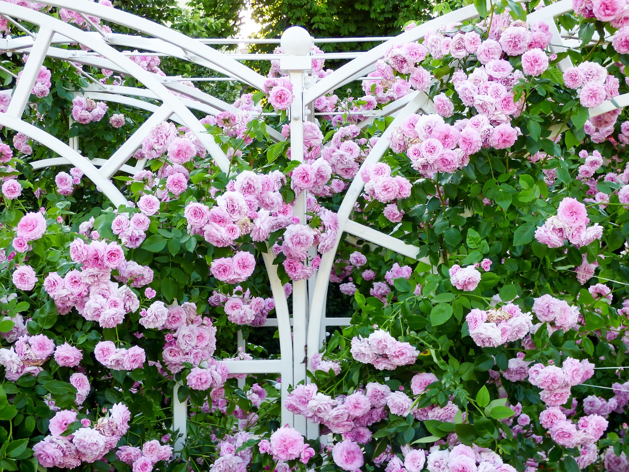 Image - rose flower summer pink roses