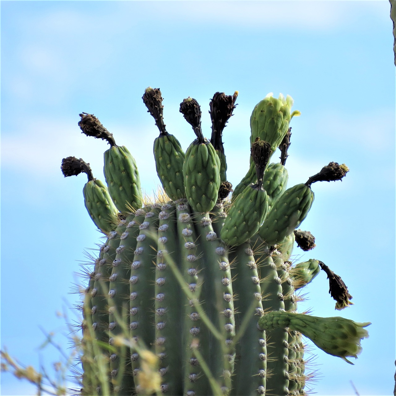 Image - cactus saguaro arizona desert