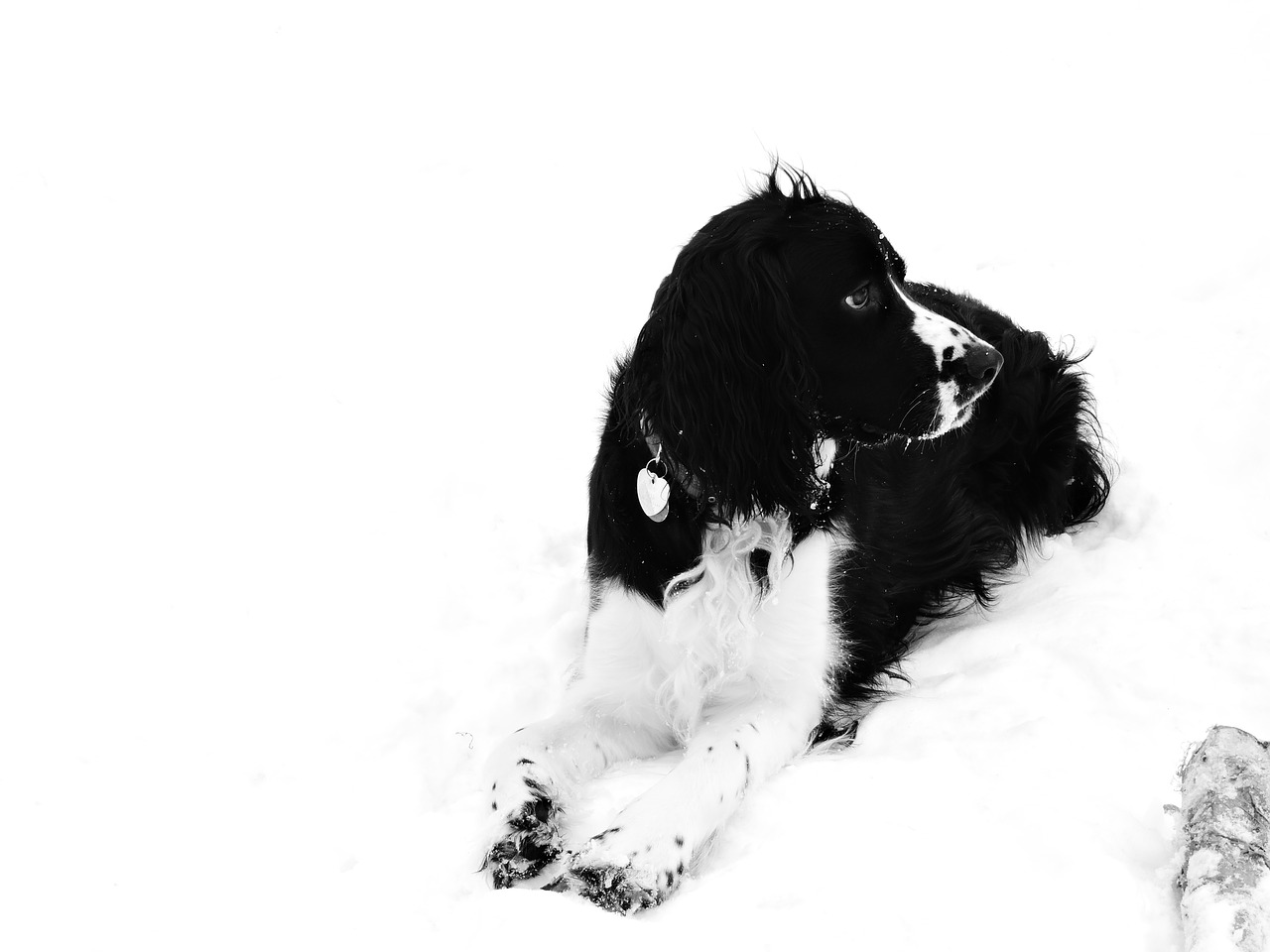 Image - snow dog springer