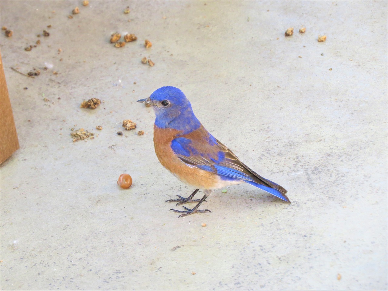 Image - bird blue wild utah nature