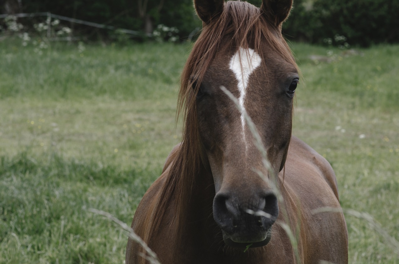Image - horse nature green summer