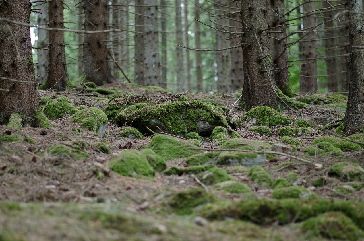 Image - stone gran moss forest