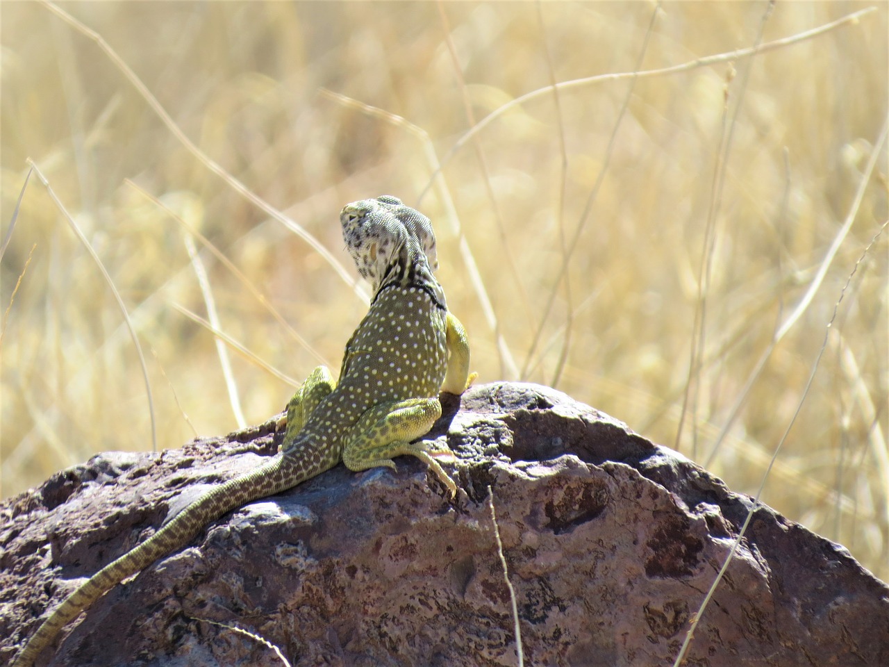 Image - reptile lizard yellow wild animal