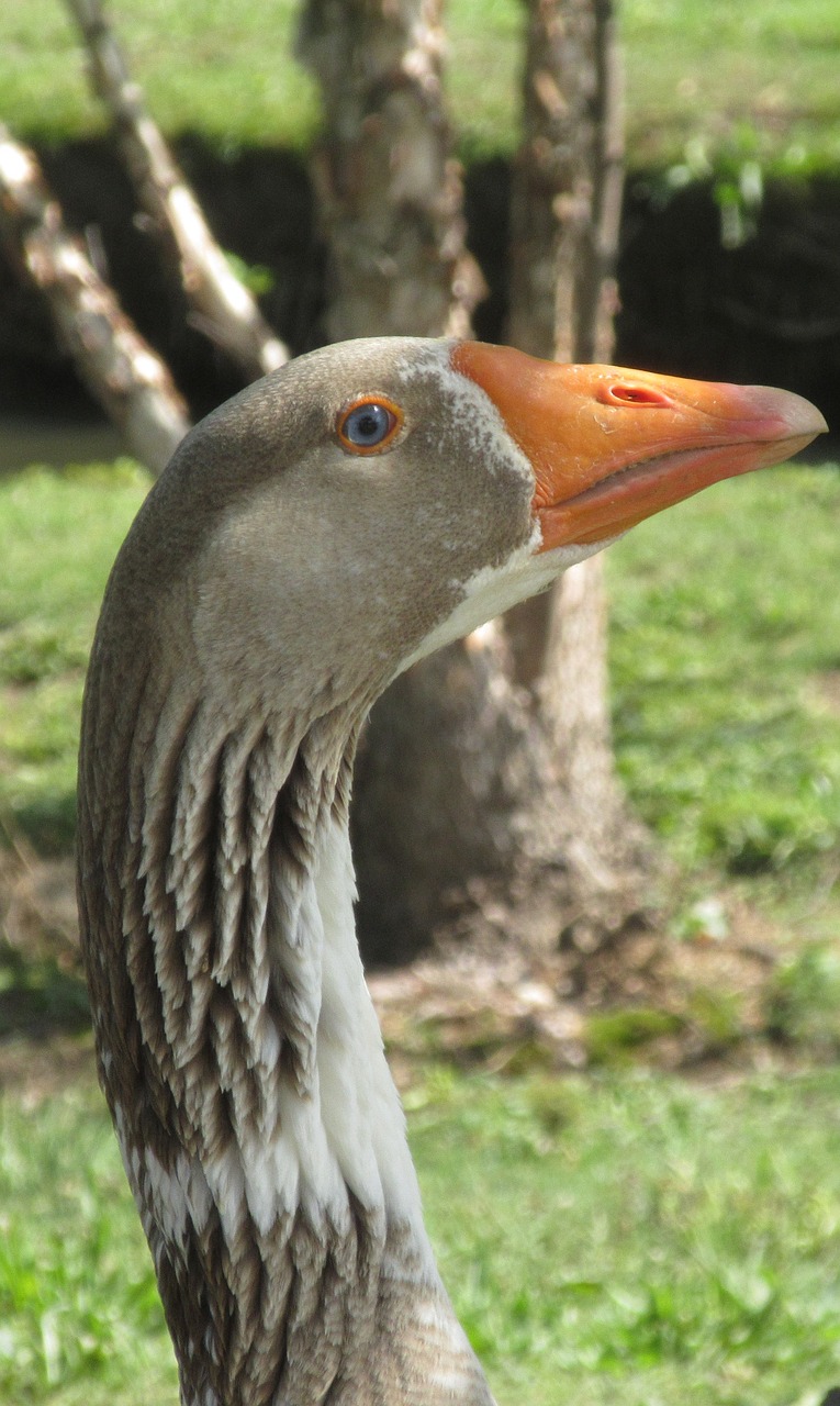 Image - geese male bird water nature