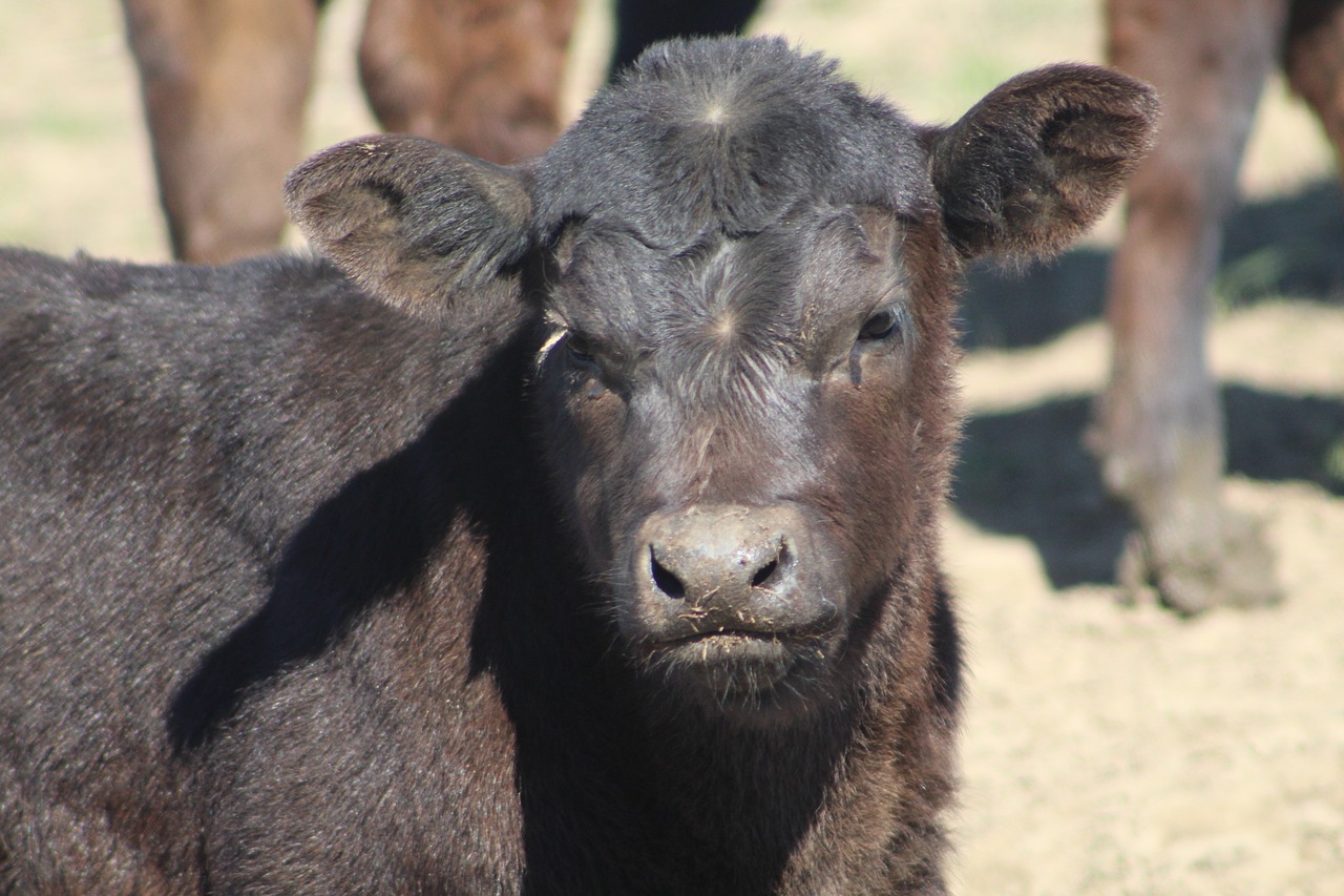 Image - calf newborn rural farm