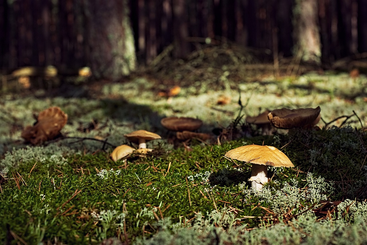 Image - mushrooms forest undergrowth