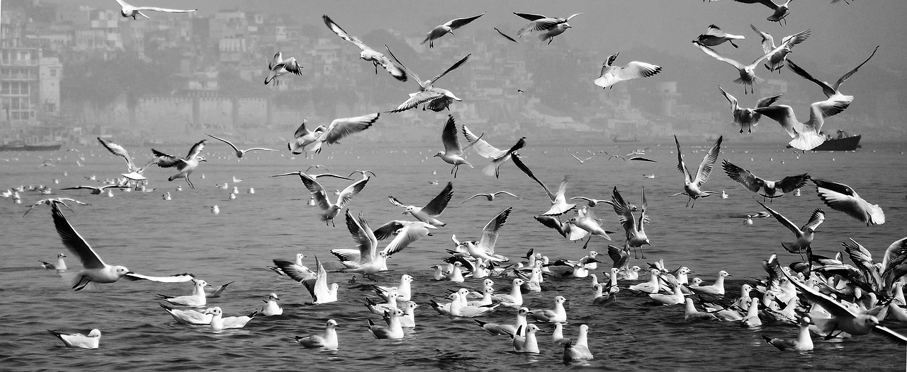 Image - bird mixed design modern landscape