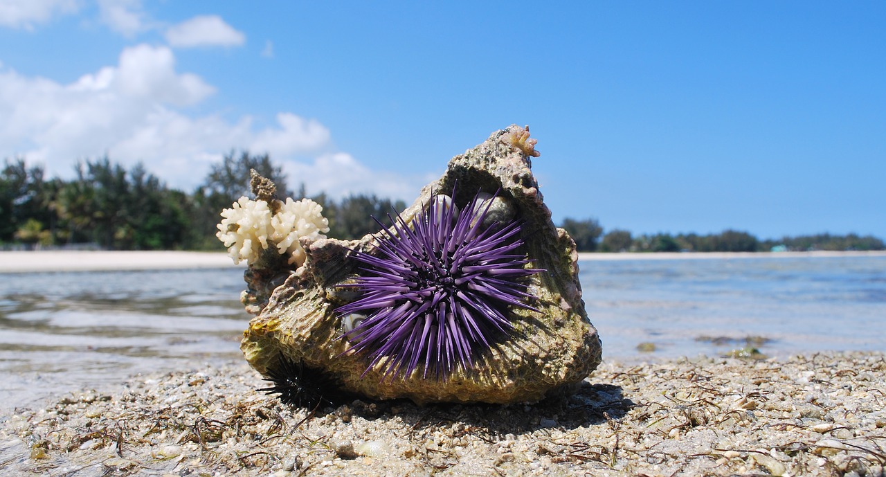 Image - nature shell urchin stone sea