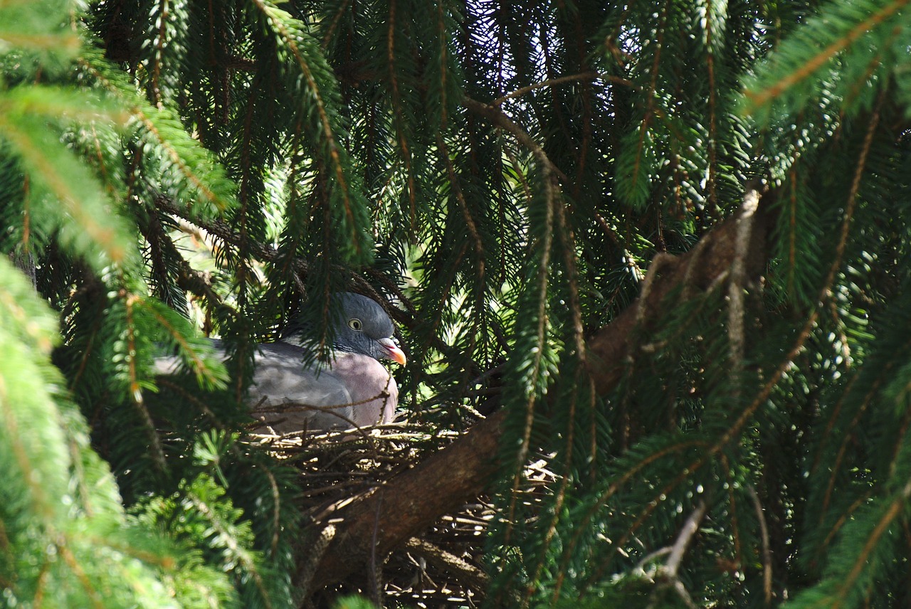 Image - pigeon dove nest fir breeding
