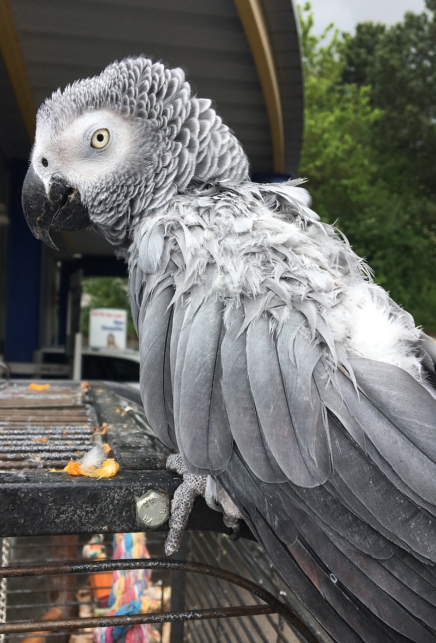 Image - parrot grey bird feather