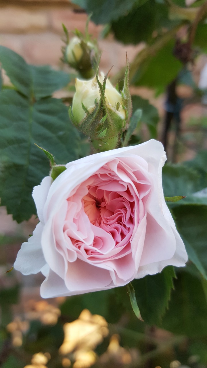 Image - rose pink blossom bloom flower
