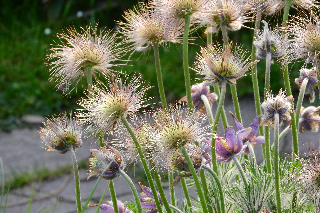 Image - pasque flower pulsatilla odkvetlý