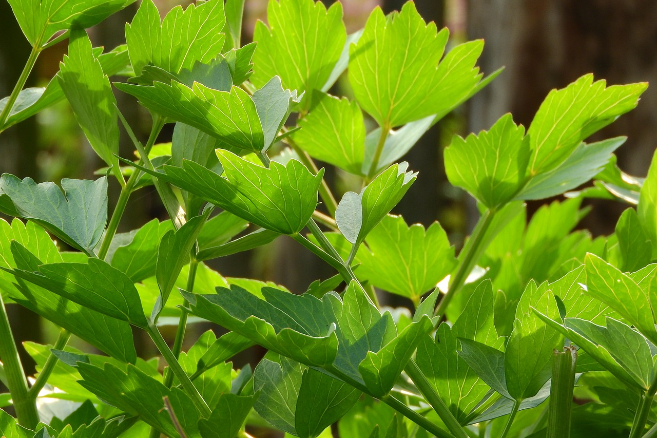 Image - lovage herbs in the kitchen cooking