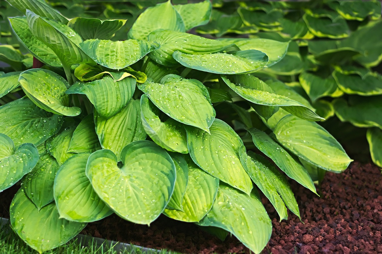 Image - plantain lily yellow green raindrop
