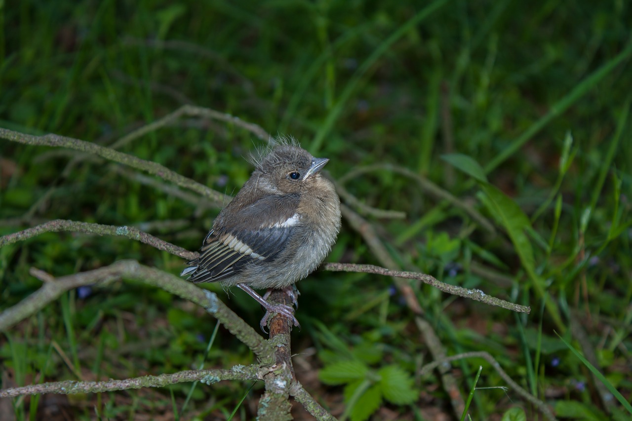 Image - bird chick chaffinch nature