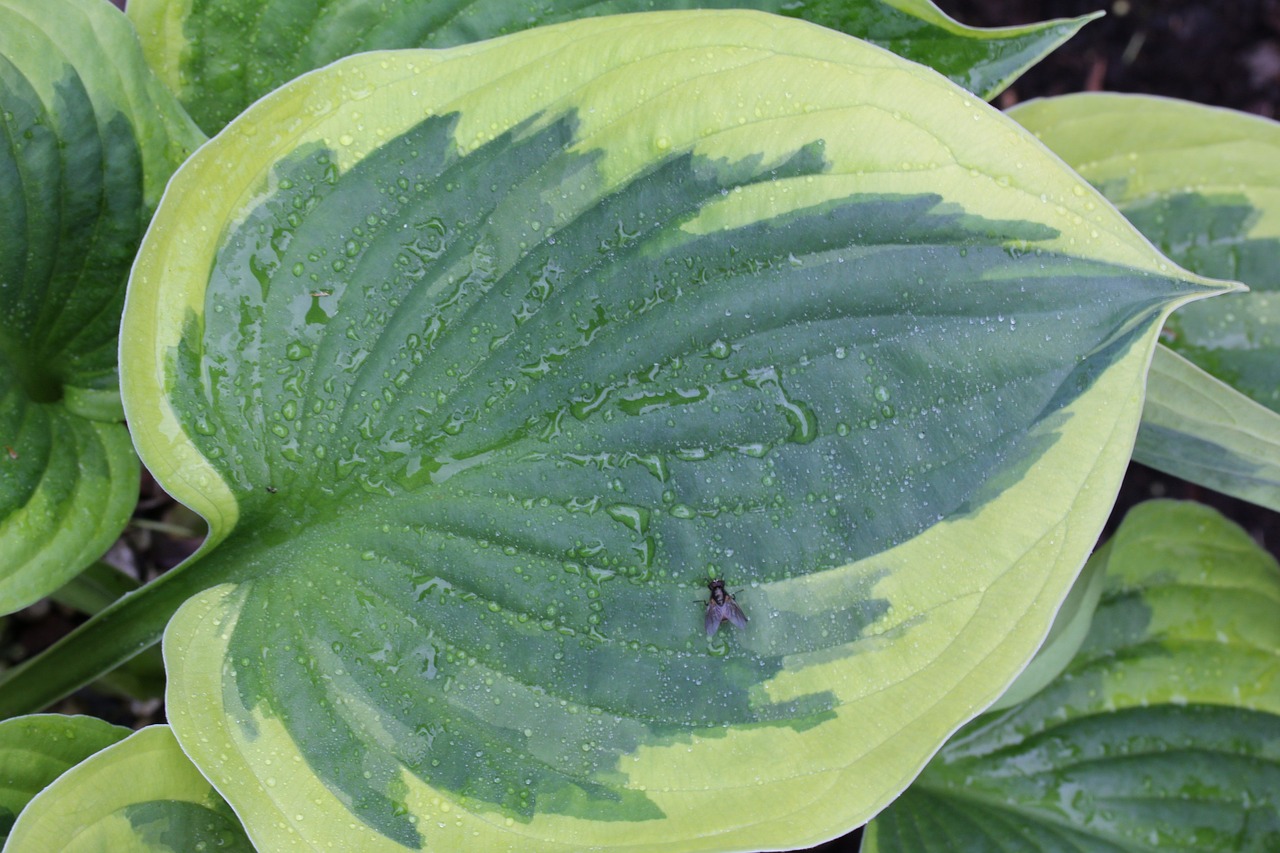 Image - plantain lily hosta leaf green