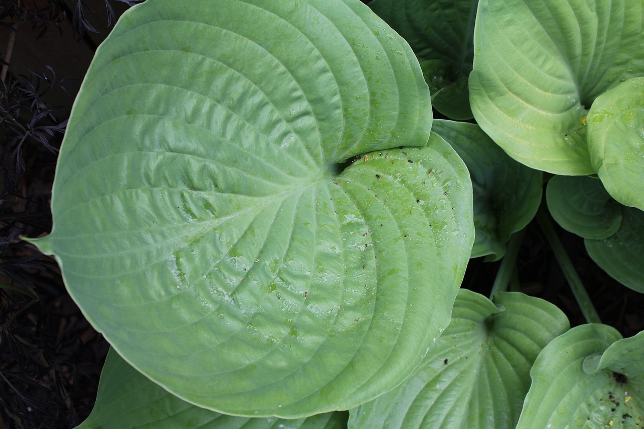 Image - plantain lily hosta leaf green