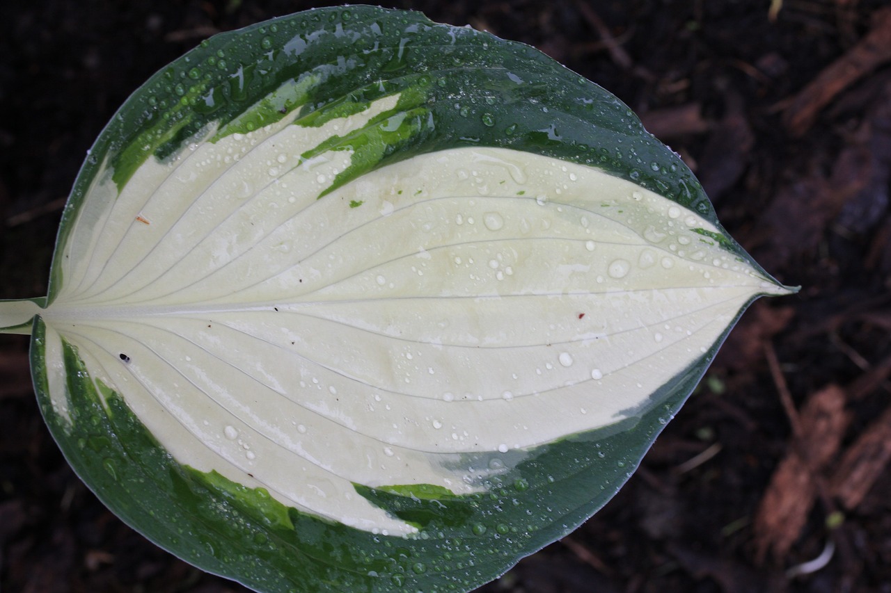 Image - plantain lily hosta leaf green