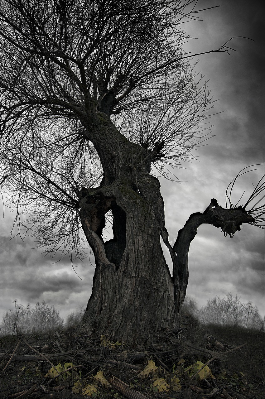 Image - old tree nature anxiety