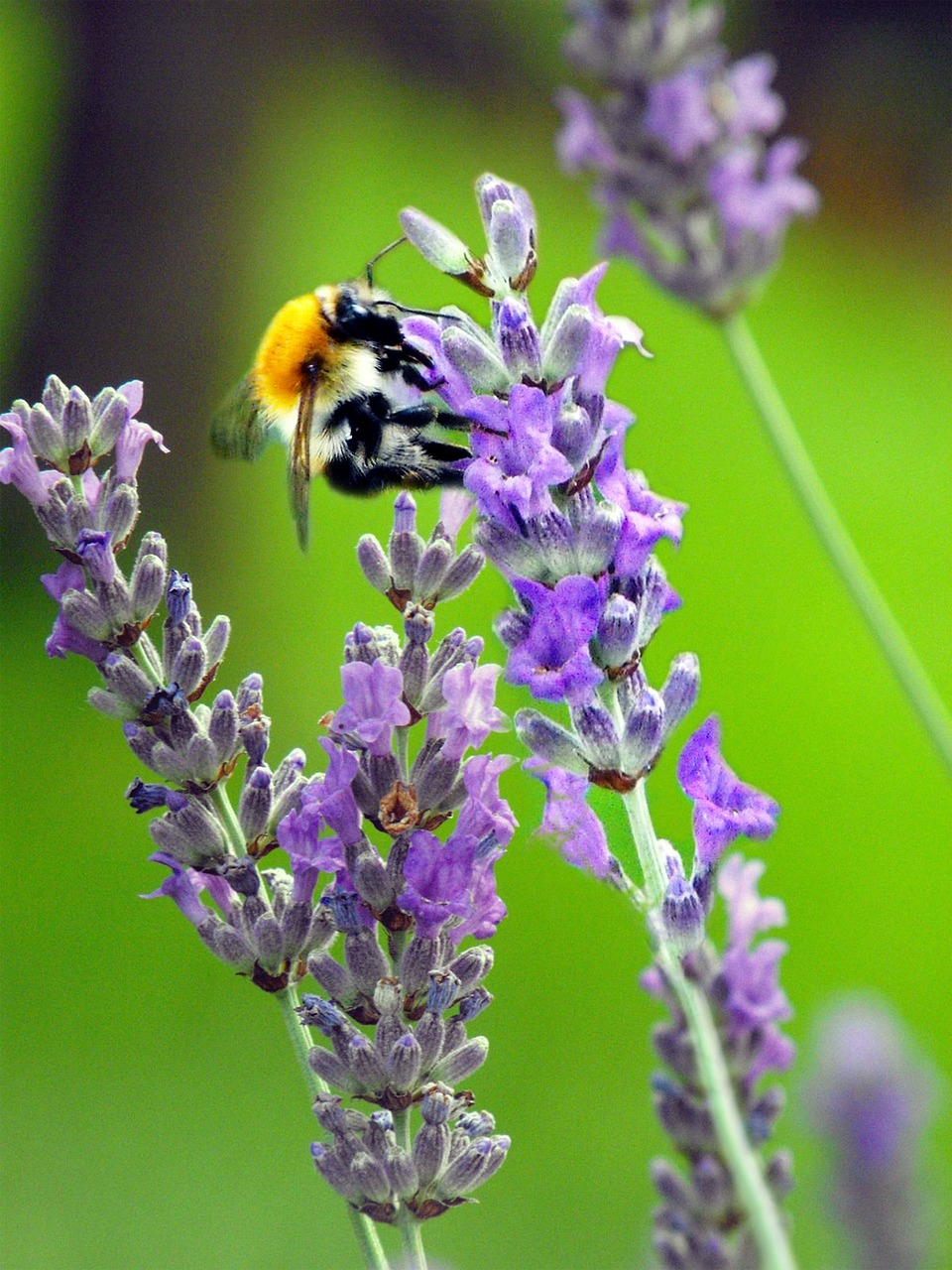 Image - bee bumblebee lavender pollination