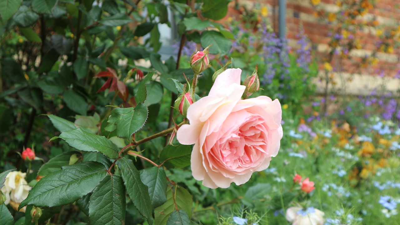 Image - flowers blue england