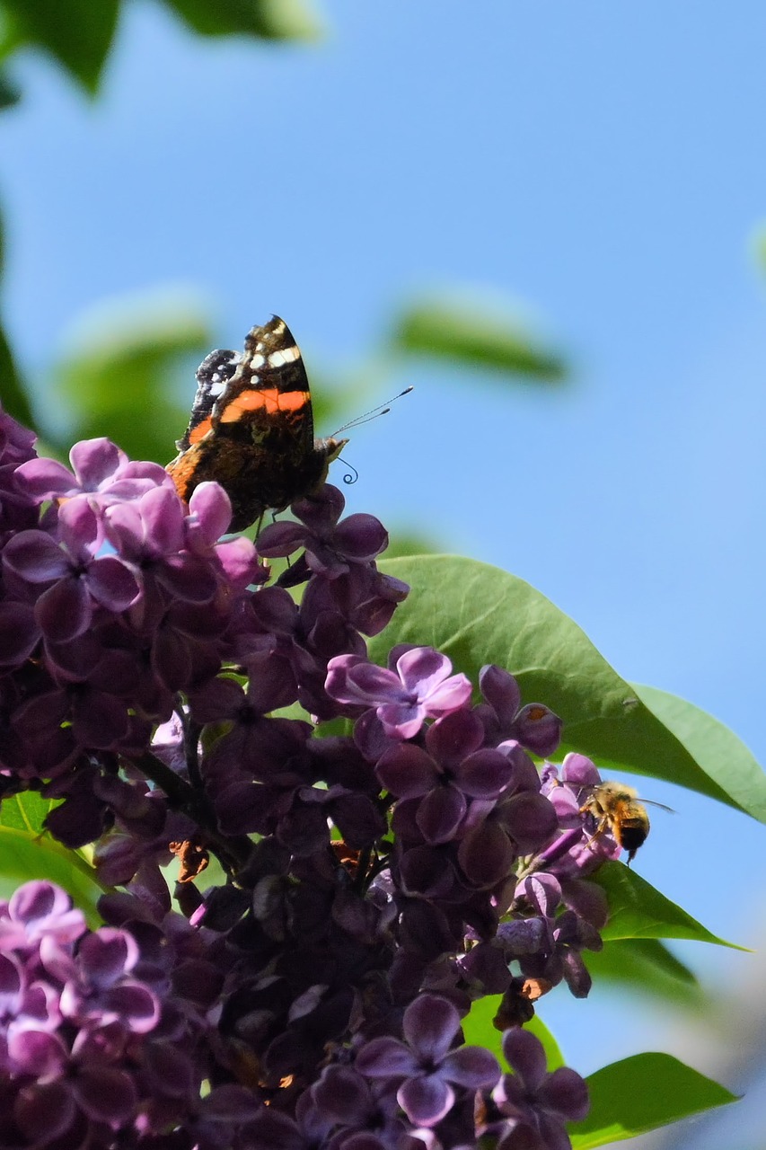 Image - lilac butterfly atalanta spring