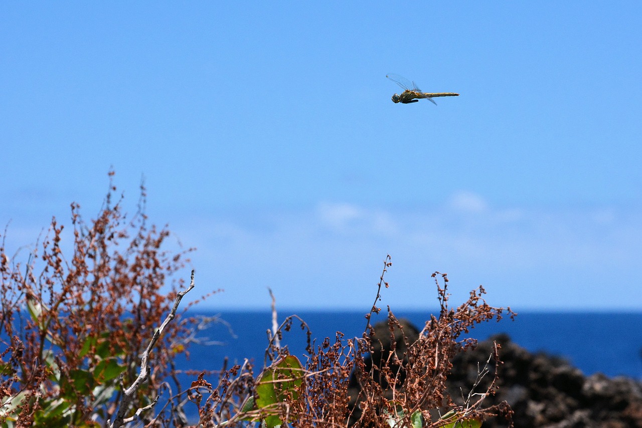 Image - sea nature dragonfly landscape