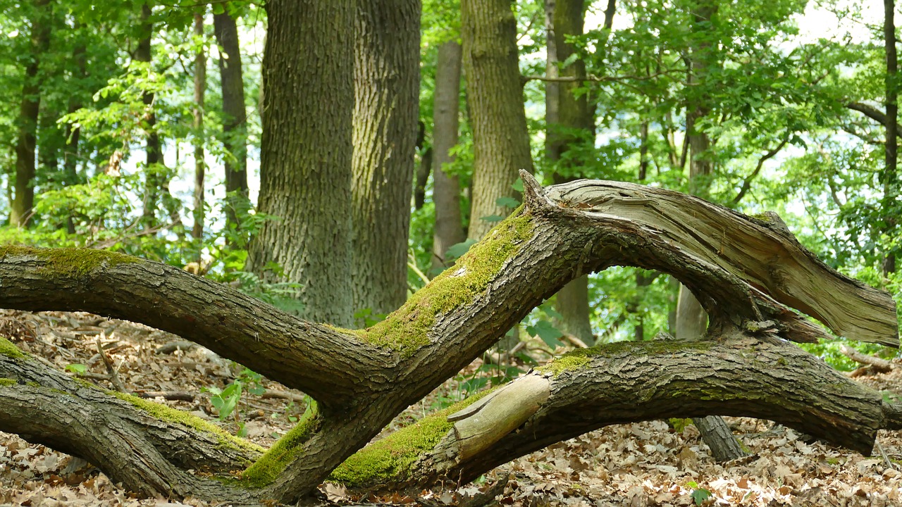 Image - forest tree branch sunlight nature