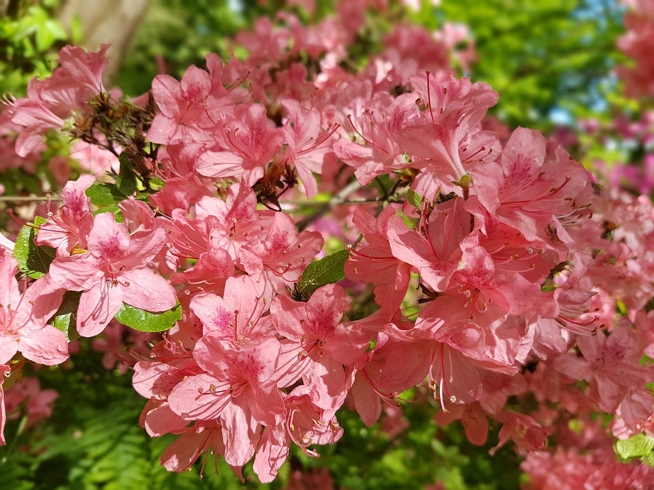 Image - flowers azalea rhododendron spring