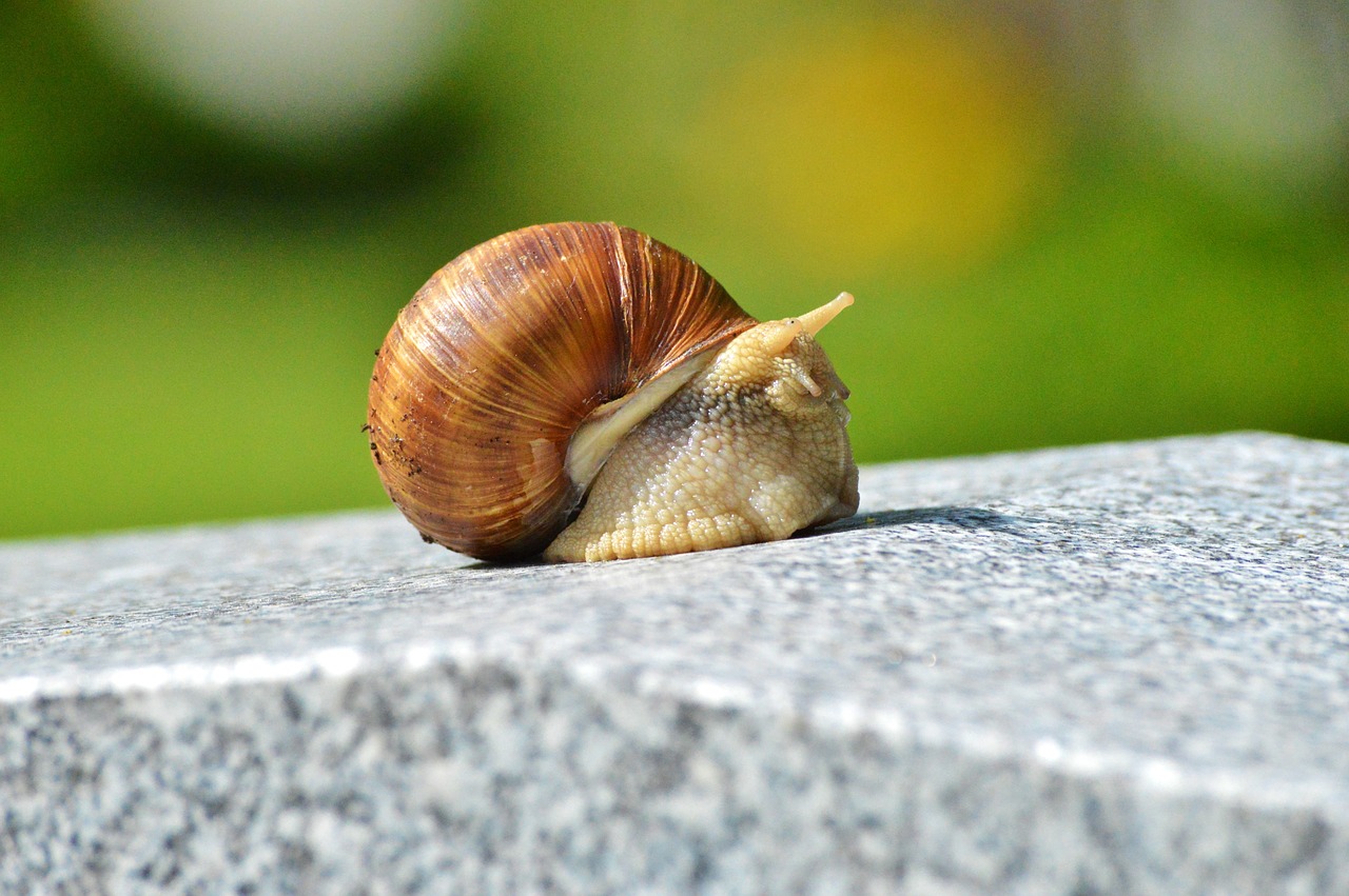 Image - snail shell mollusk animal slowly