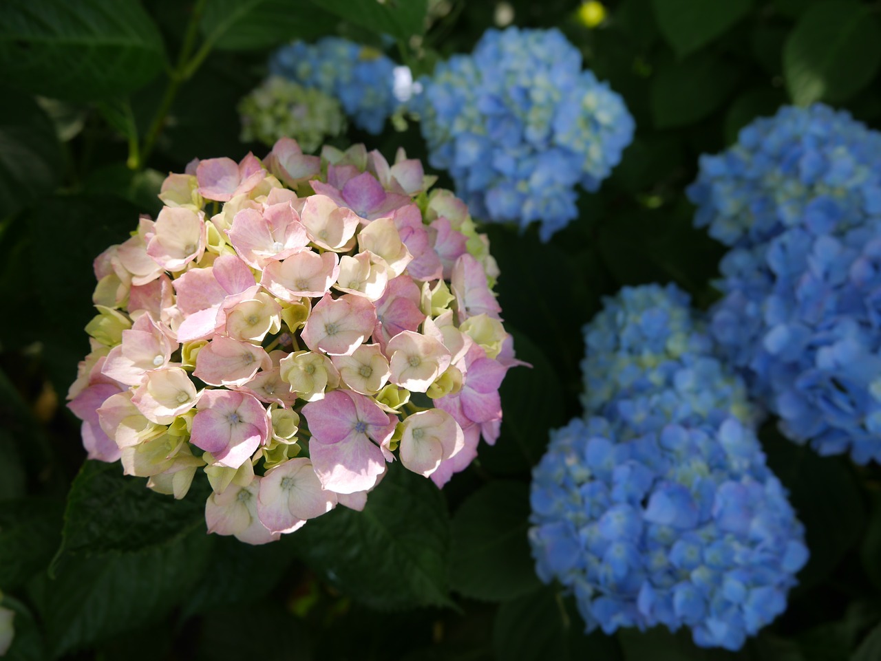 Image - hydrangea kumamoto flowers pink