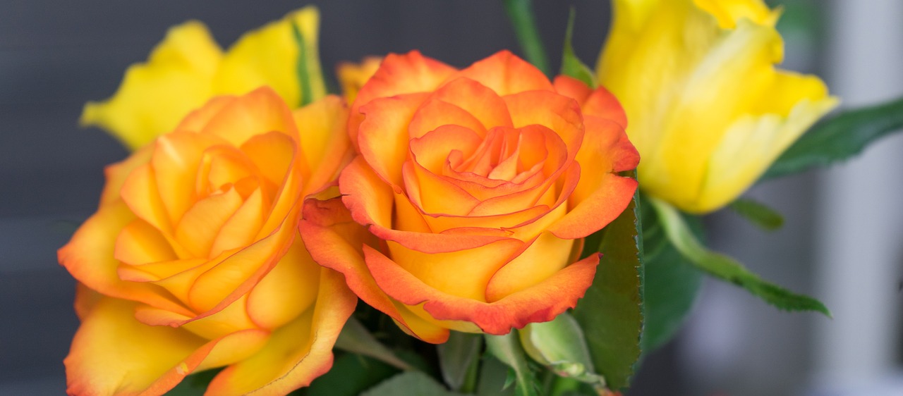 Image - rose blossom bloom macro orange