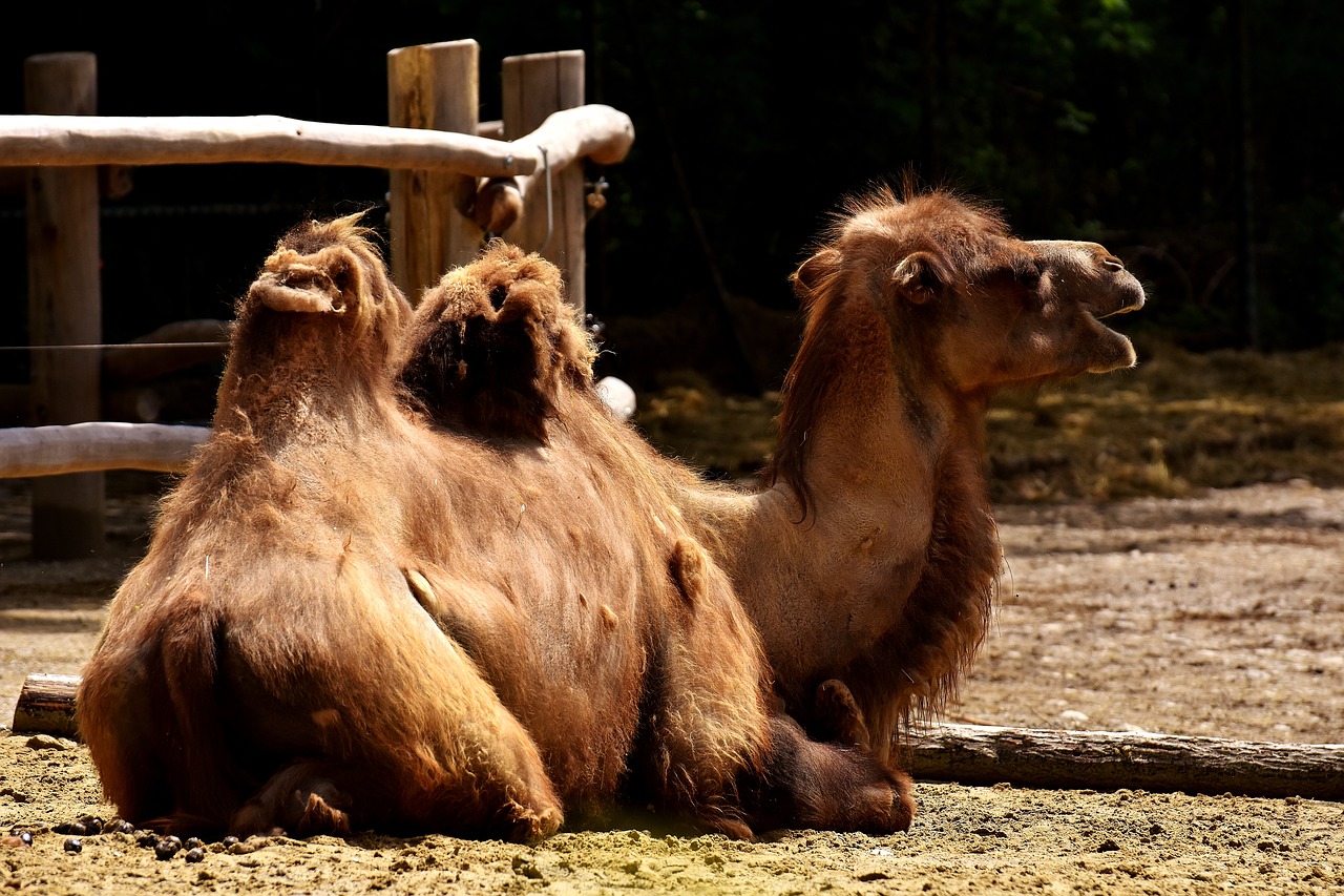 Image - camel zoo animal nature mammal