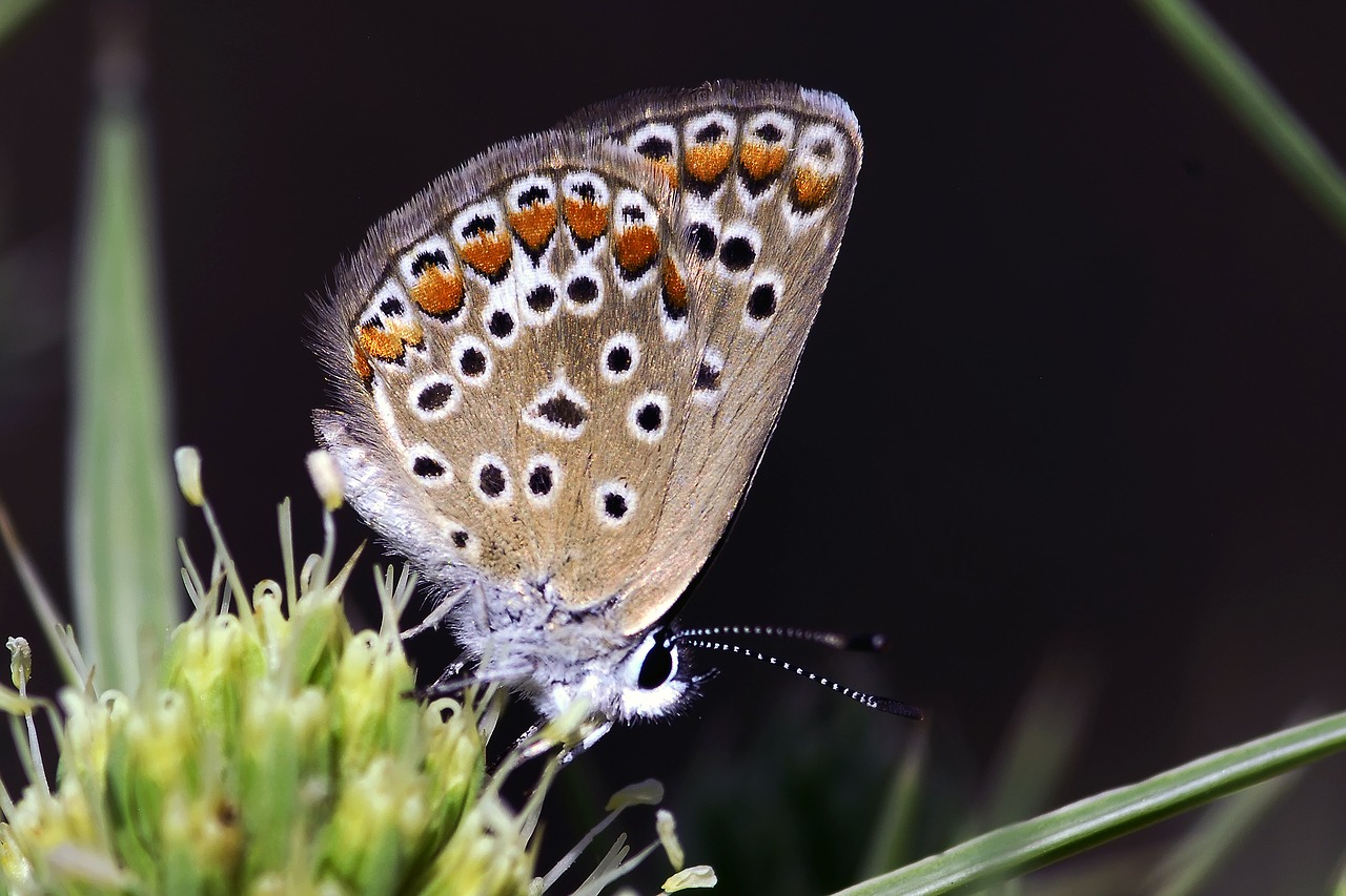 Image - butterflies very eyes turkey ankara