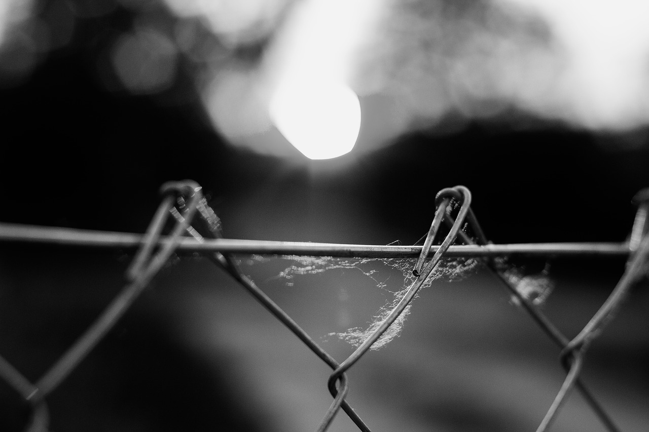 Image - black white fence nature web black