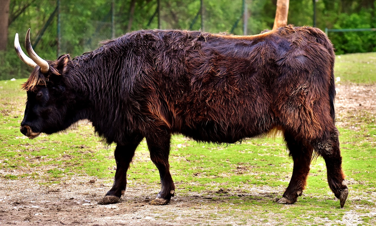 Image - aurochs animal wildlife photography