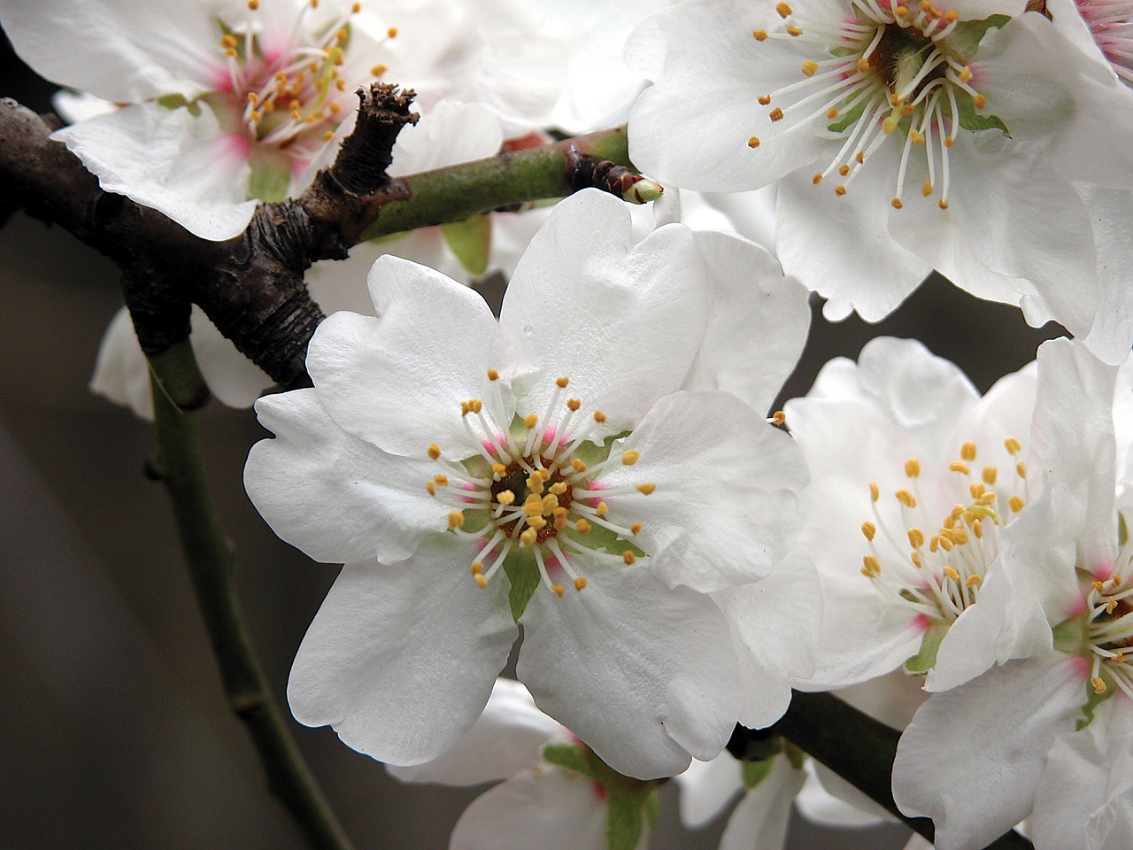 Image - flower almond blossom nature white