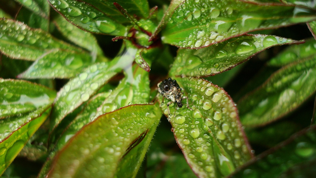 Image - beetle rain spring