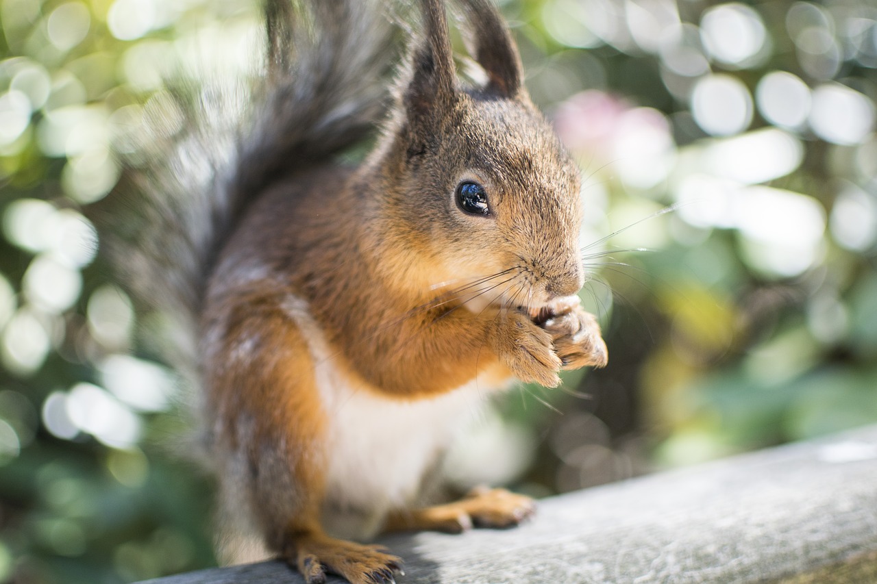 Image - squirrel animal wildlife park