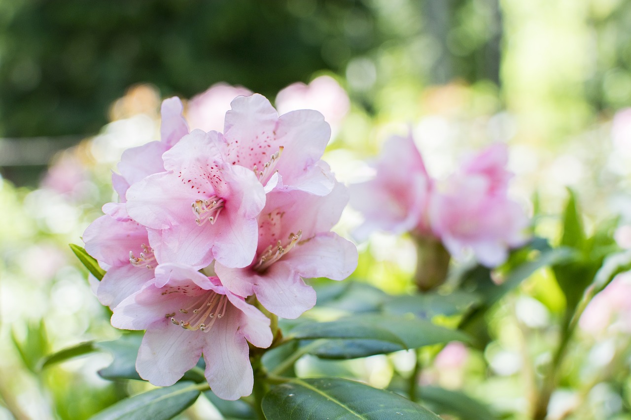 Image - alpine rose rose flower nature