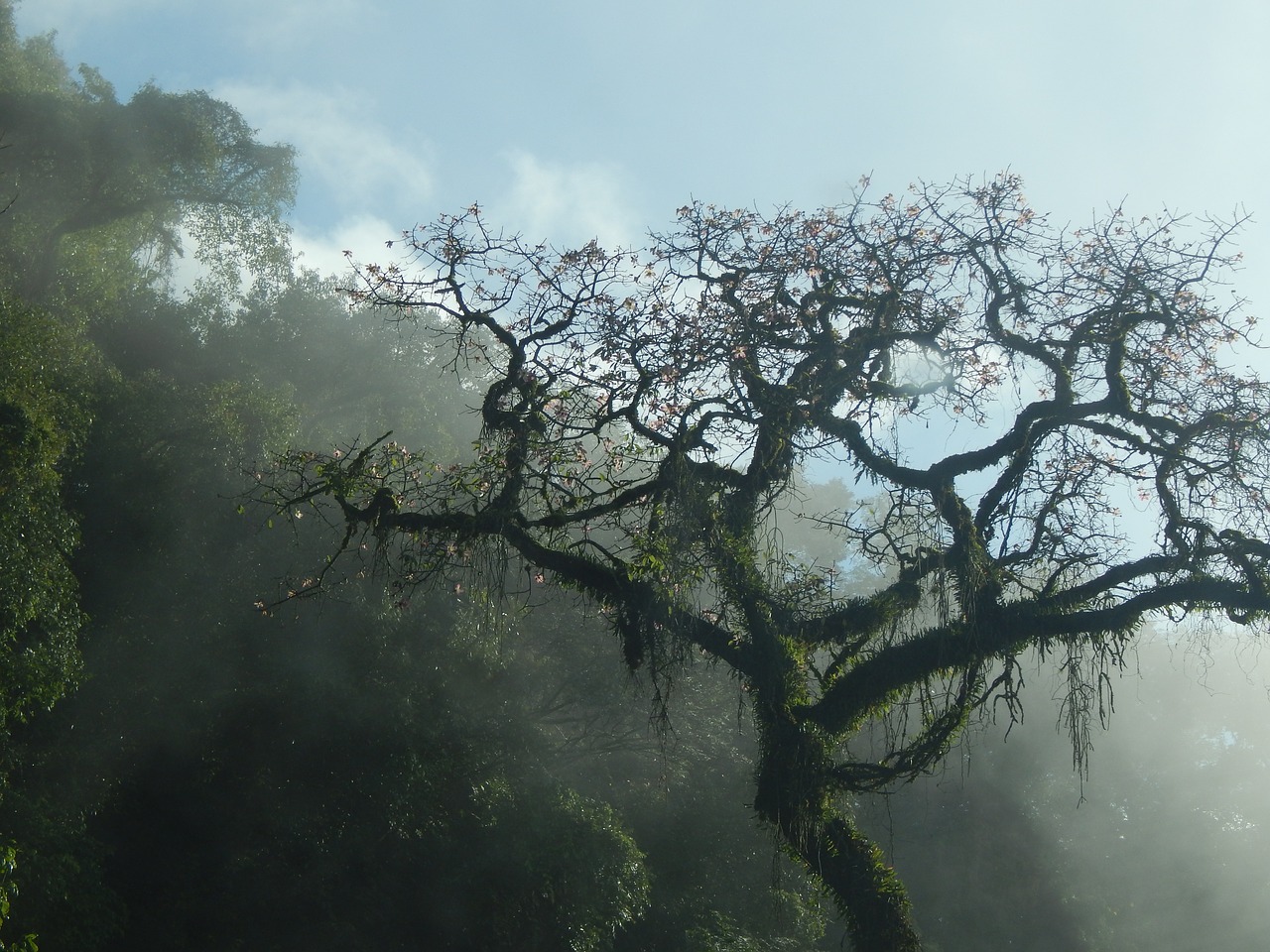 Image - tree mountain san javier tucumán